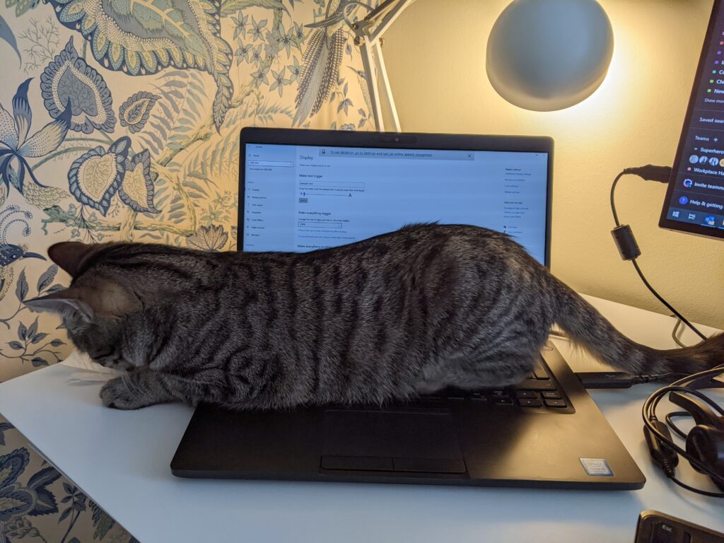 Pille’s cat, Fanta, ensures she takes a much-needed break every now and again 🐱‍💻
