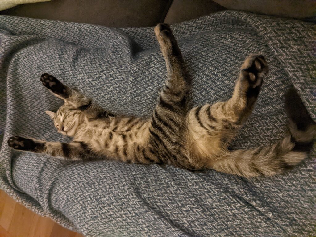 Our cat Fanta is practising parkour poses in her sleep.
