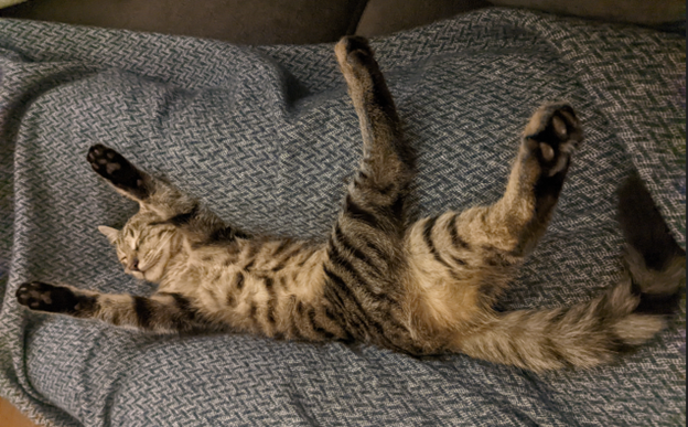 Pilles Katze Fanta übt Parcours-Posen im Schlaf.