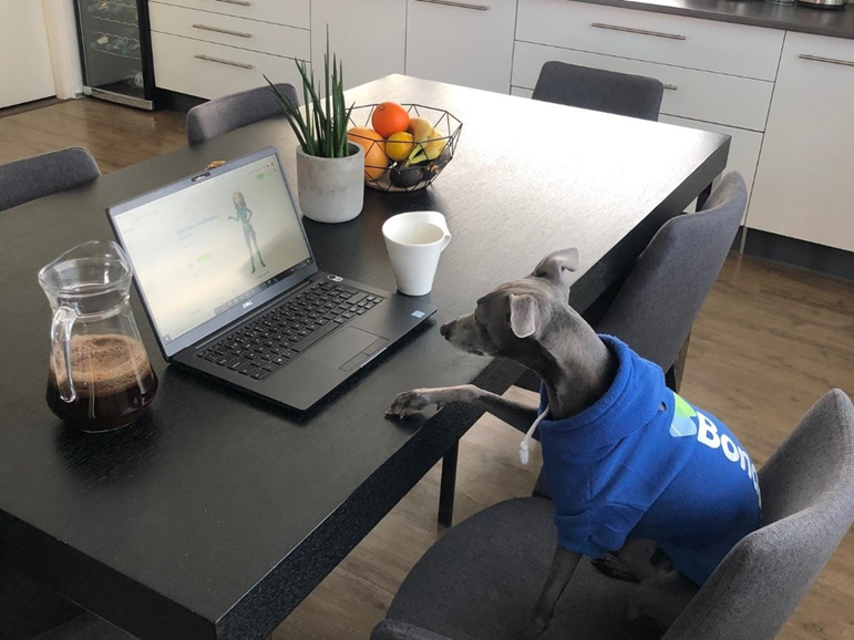 Work from home or bring your dog with you to work!