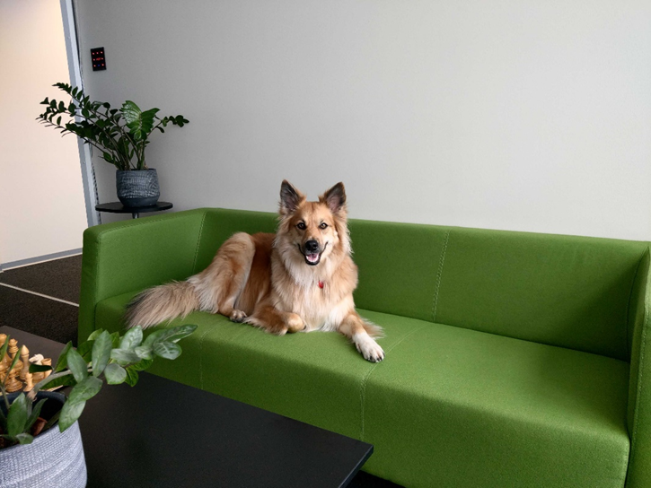 Our resident Breaks and Relaxation Officer is testing out the break room couch. 