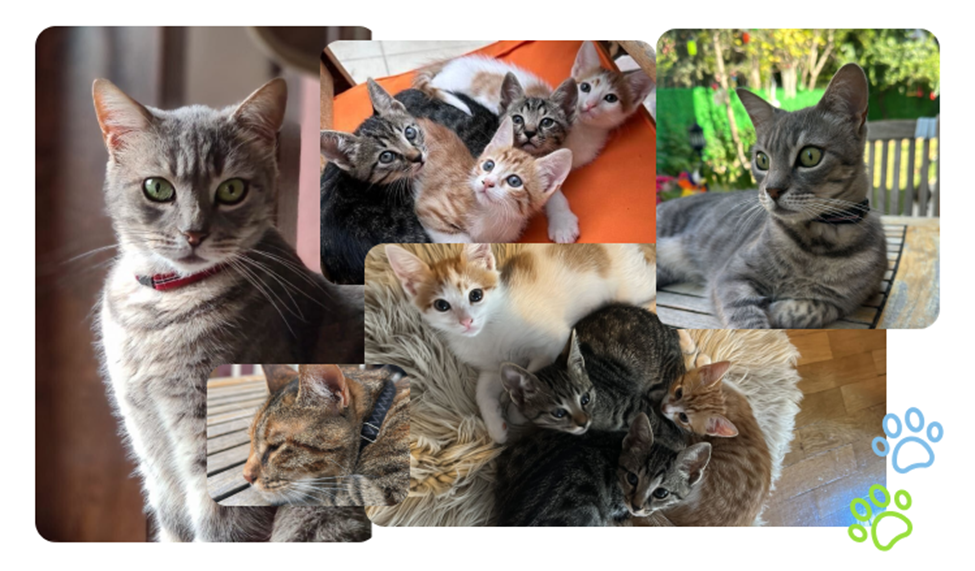Meet Cem’s family’s six cats: Petit, Crunchy, Bihter, Behlul, Firdevs, and Adnan.