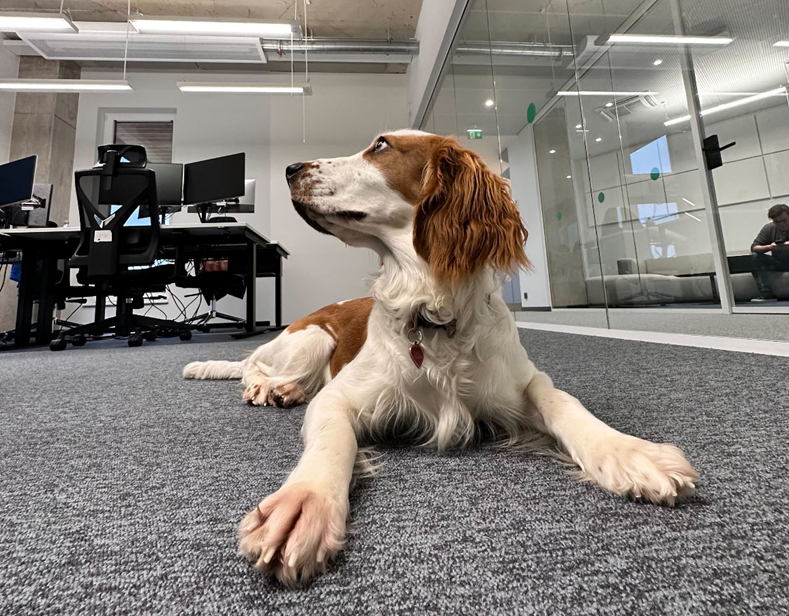 Work from home, or bring your dog to work!
