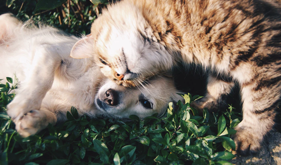 As pets’ roles become increasingly important, so too does their insurance.